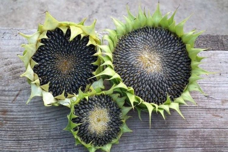 Маленькі, чорненькі і надзвичайно корисні!