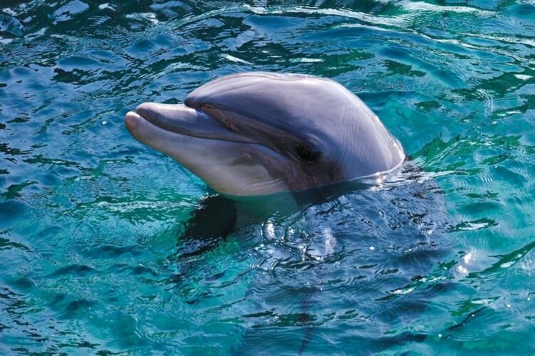 Дельфін заплив на 135 кілометрів вглиб материкової України (Відео)