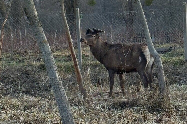 «Борис бореться, і ми – поруч»: на Рівненщині намагаються врятувати життя улюбленця громади