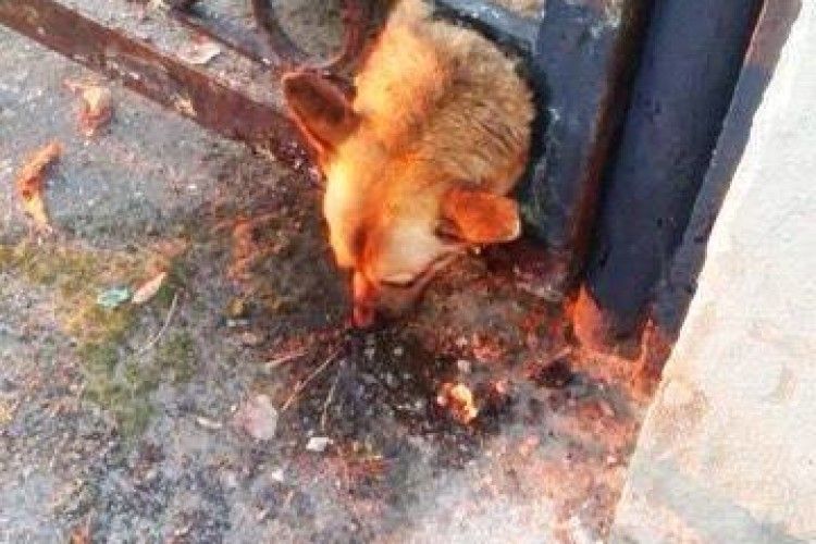 Бійцям ДСНС довелося визволяти рудого пса з металевої пастки (фото)