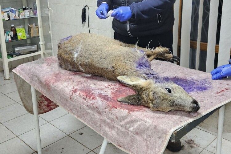 На Волині родина врятувала поранену козулю від зграї хижаків