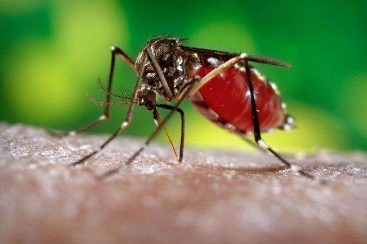 Зеленського просять знищити в Україні усіх комарів