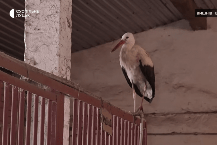 Крилатий господар стайні: як на Волині лелека зимує поруч із кіньми (Відео)