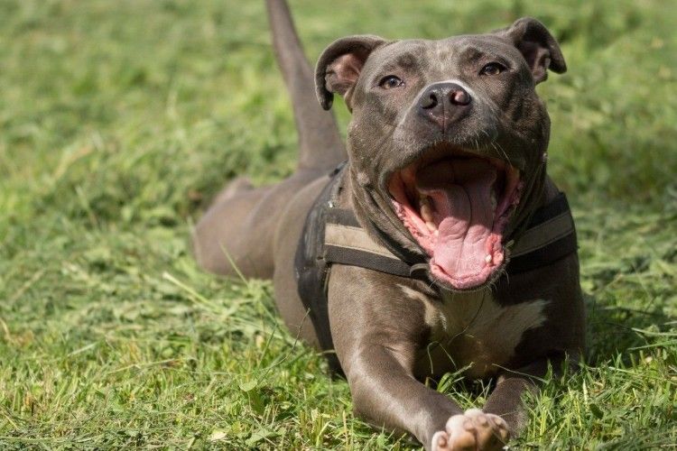 Бійцівський пес відгриз господині руки