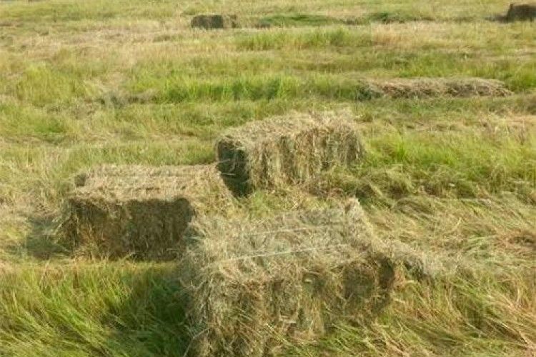 Арабська худоба їстиме наше сіно