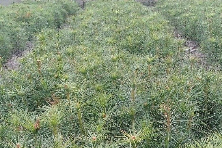 На Волині в одному лісгоспі виростили мільйон сіянців для лісокультурної кампанії-2019