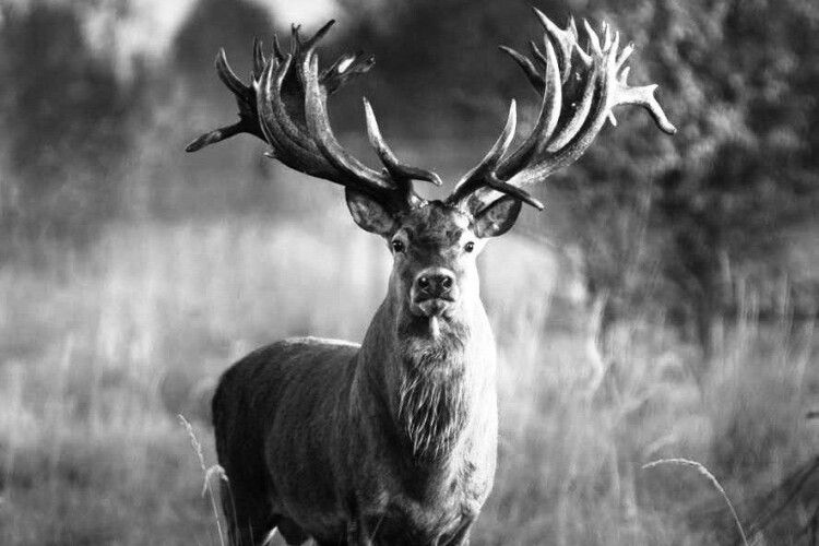 Постріл у шию: на Київщині зоокілер на замовлення вбив оленя-рекордсмена