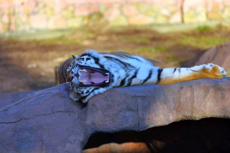 Тигри та рисі кличуть лучан маланкувати до зоопарку (Фото)