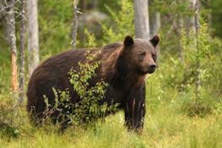 У Польщі ведмідь вбив жінку