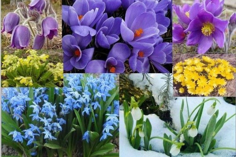 Екологи закликають волинян не купувати червонокнижні квіти