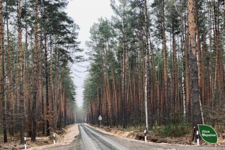 Ліси на Волині за понад п’ять мільйонів доглядатиме приватна фірма експодатківця