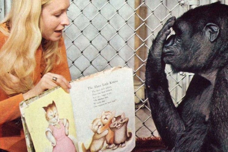 Люди навчили горилу Коко читати і розмовляти, а вона їх… любити ближнього