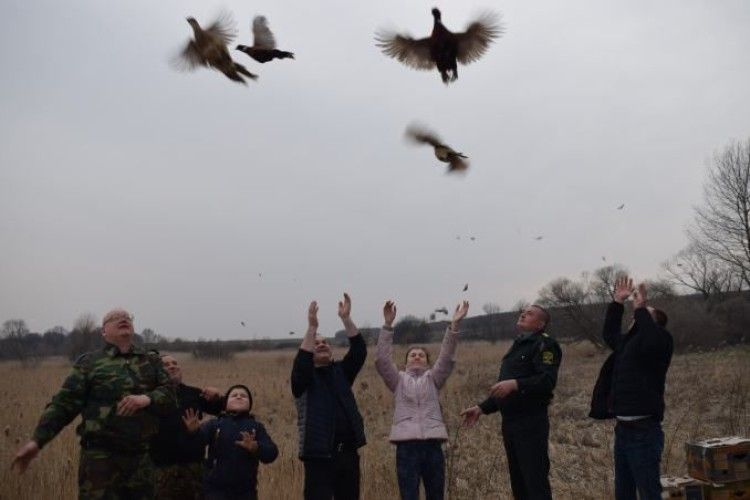 На Горохівщині лісівники випустили на волю 60 фазанів