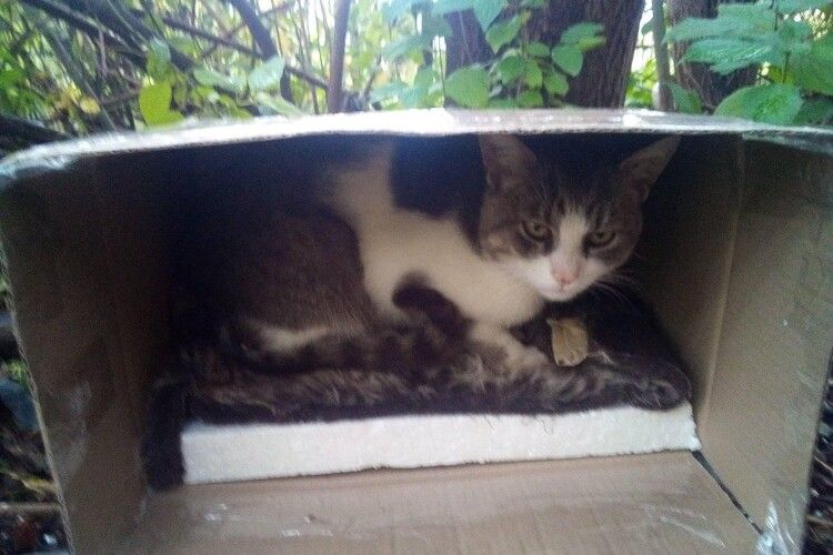 Просять допомогти луцькому коту, який живе в коробці біля 27 школи (Фото)