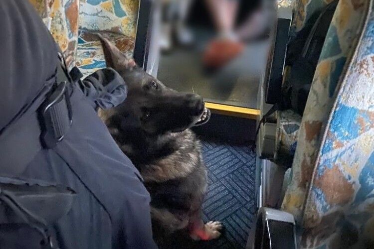 В «Устилузі» собака винюхав в пасажира автобуса наркотики (Фото) 