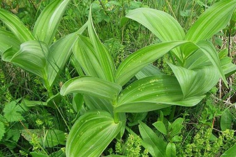 Замість вітамінів – отрута: у Львові помер лікар після вживання «черемші»