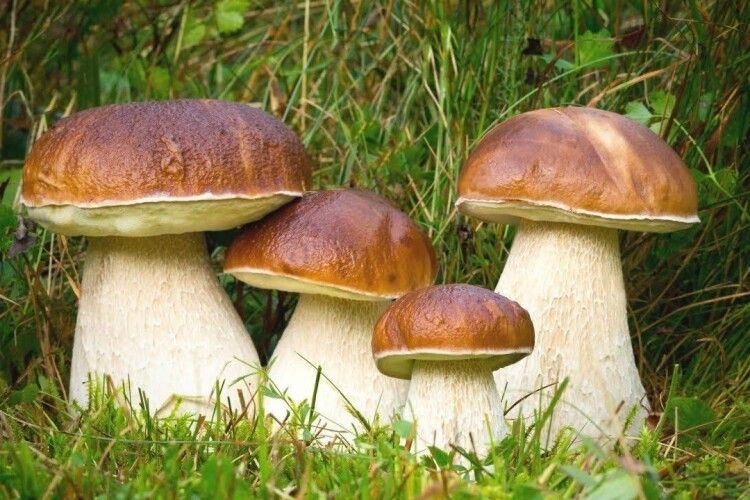 В національному парку на Волині вже збирають білі гриби