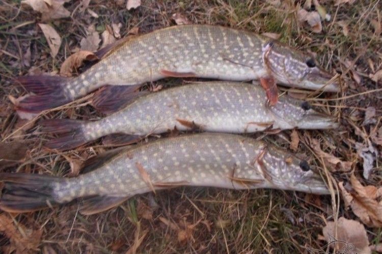 В Прикладниках озброєний сіткою браконьєр поживився трьома щуками, п'ятьма окунями та чотирма лящами