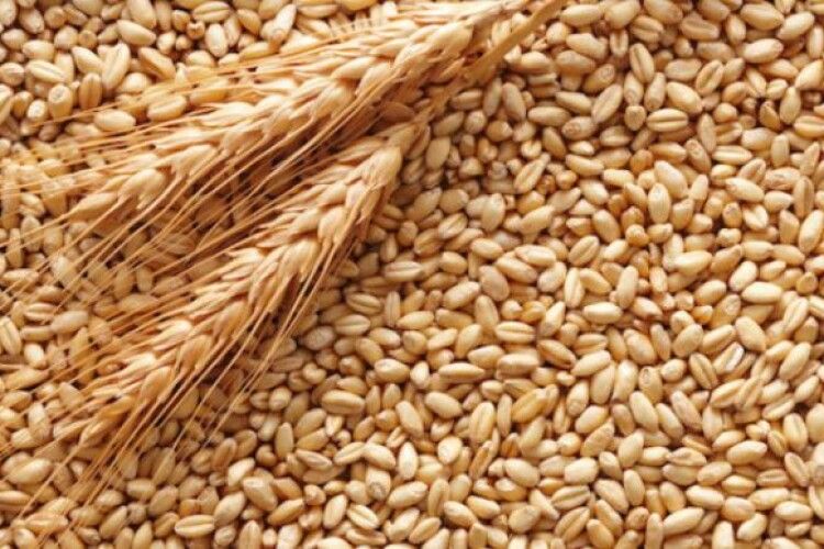 Шольц пообіцяв допомогти Україні у відновленні експорту зерна