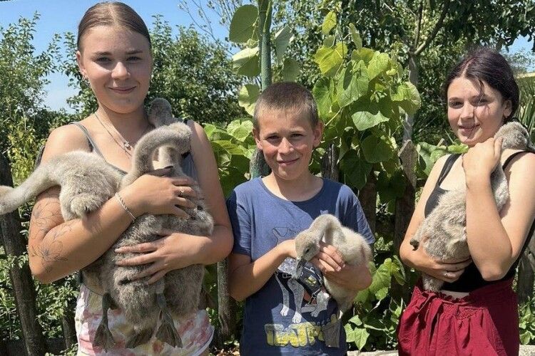 У Луцькому звіринці прихистили 5 лебедят-сиріт