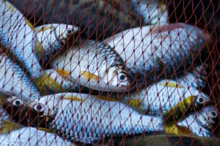 Сходив на риболовлю у рідному селі: тепер волинянин винен державі кругленьку суму