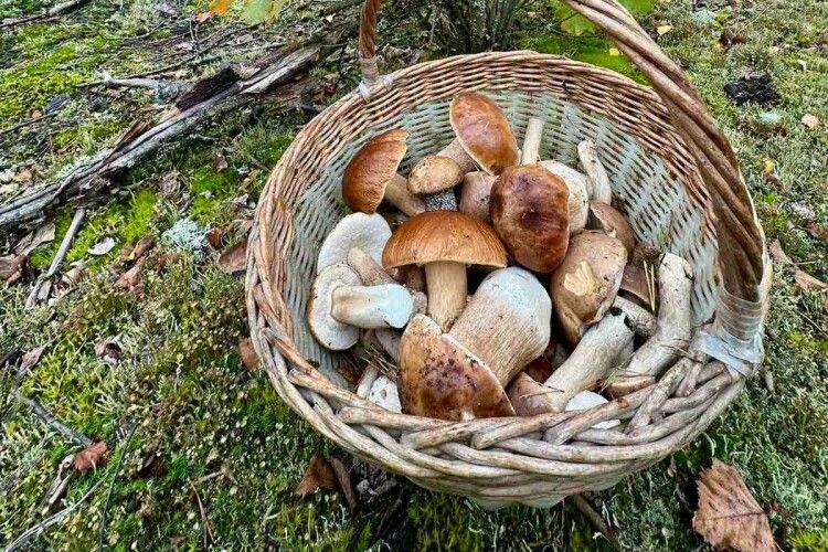 На Волині зросла кількість отруєнь грибами
