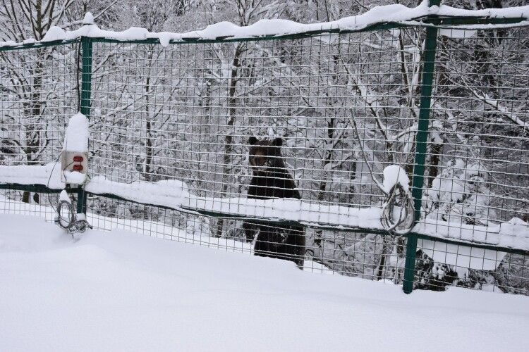 Температурні гойдалки збили з пантелику клишоногих: у Карпатах перервався зимовий сон ведмедів