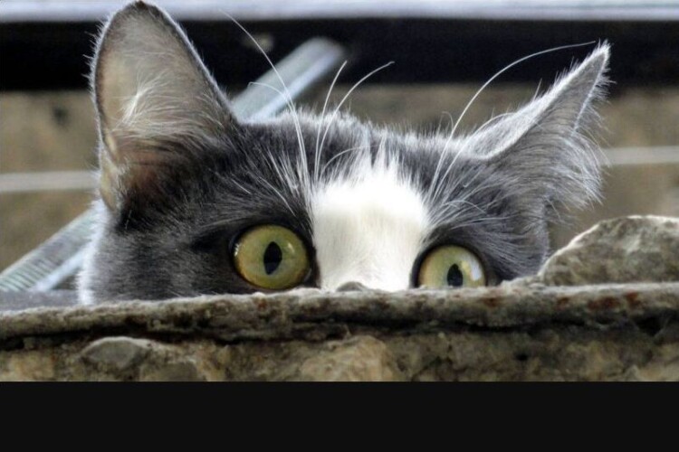 В обласному центрі Волині жінка вкинула в мішок і вивезла безпритульну кішку