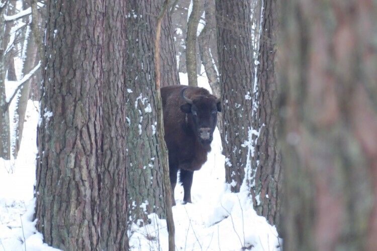 У засніжених лісах Волині помітили два стада зубрів (Фото)