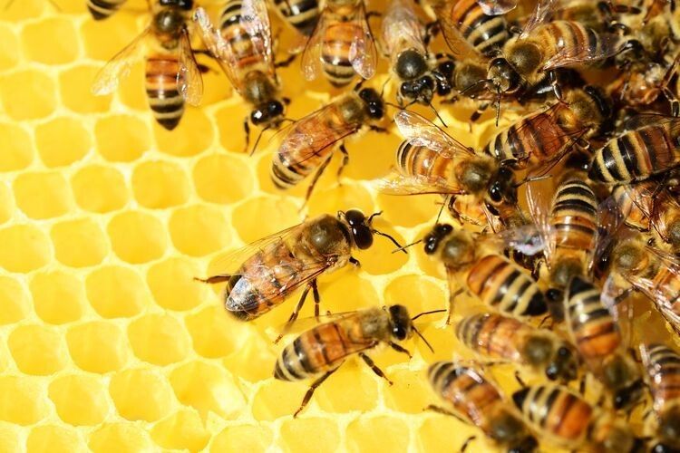 Україна збільшила експорт меду на 44 відсотки