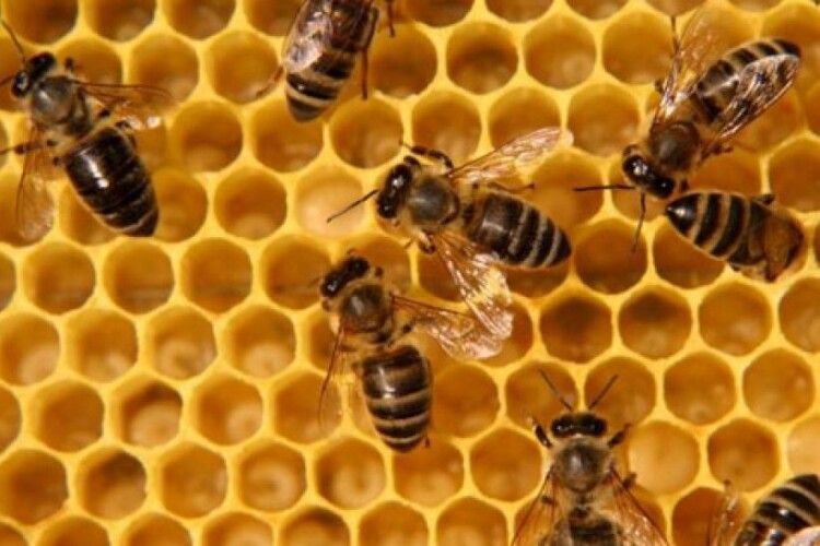 Погода на п'ятницю, 2 липня: головними синоптиками цього дня будуть бджоли