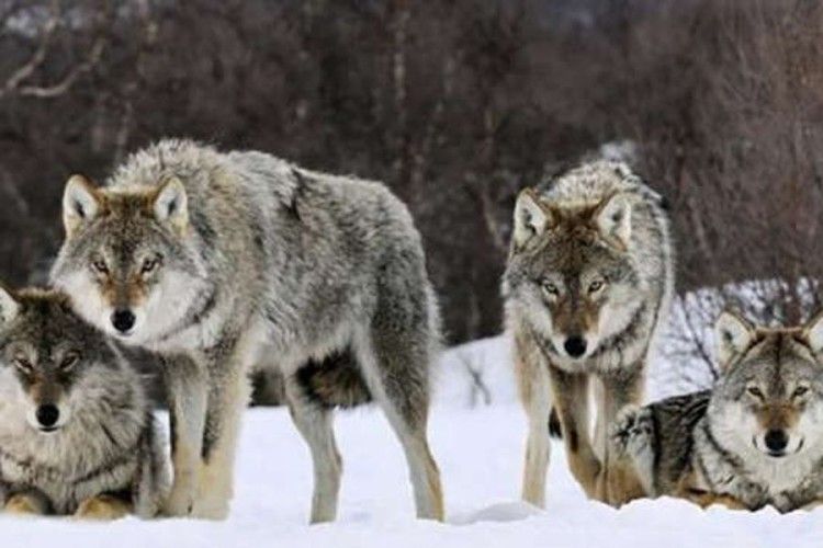 На Вінниччині з’явились вовки-мутанти
