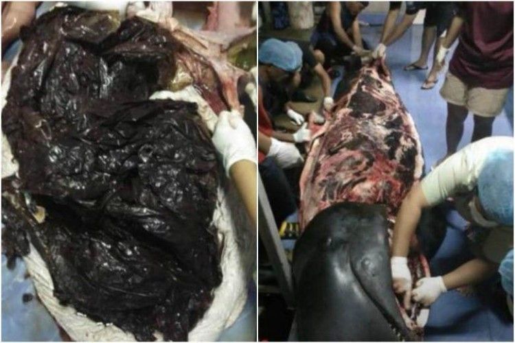 У Таїланді  не змогли врятувати чорного дельфіна, який проковтнув 80 пластикових пакетів 