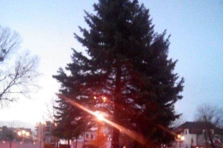 Центральна ялинка Нововолинська заввишки з 5-поверховий будинок