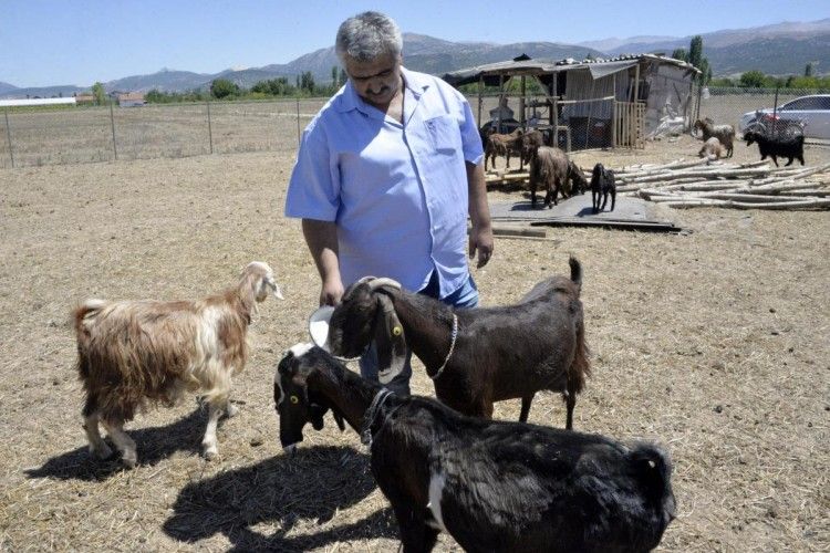 Турецький «Гулспор» продав 18 футболістів, аби придбати десяток кіз