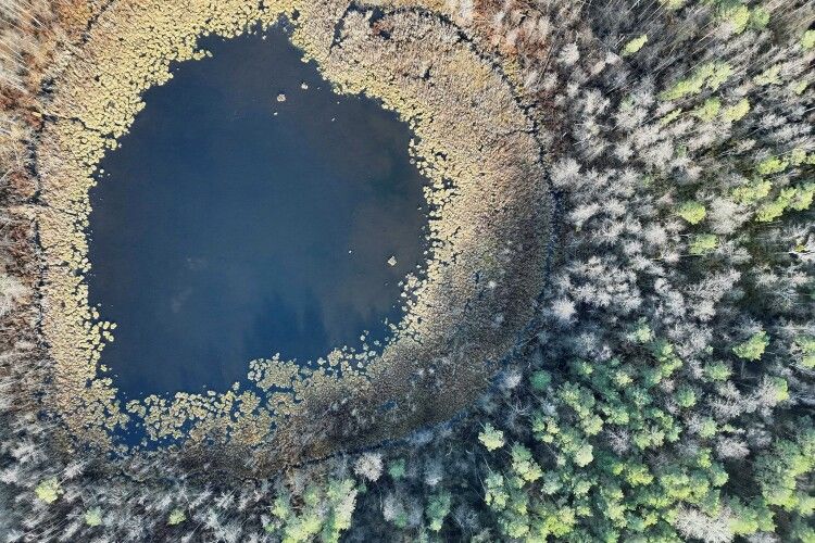 Науковці б’ють на сполох: болота Шацьких озер перетворюються на ліс