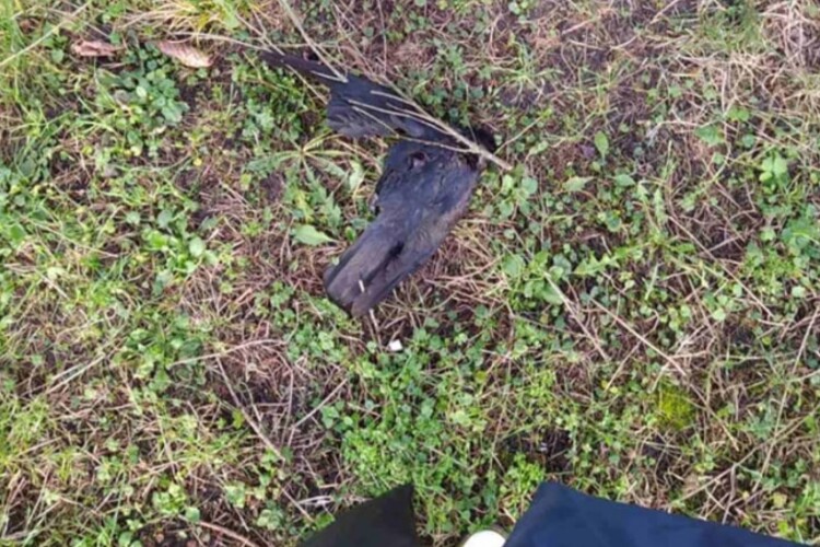 На Рівненщині через новорічні феєрверки загинули птахи