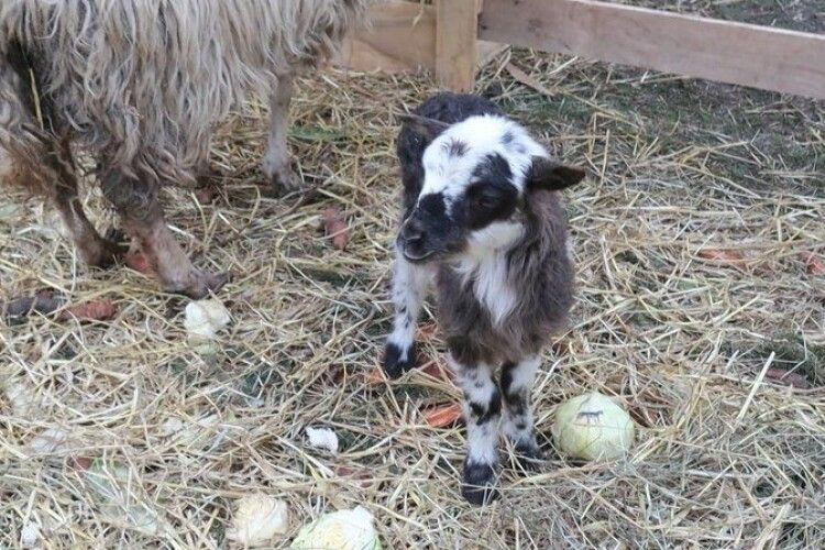 На Тернопільщині в різдвяній шопці народилася овечка