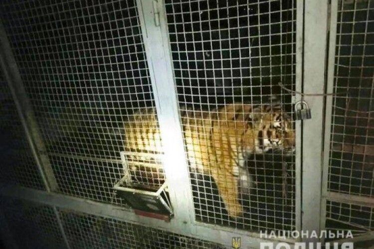 Під Києвом знайшли шістьох покинутих напризволяще тигрів