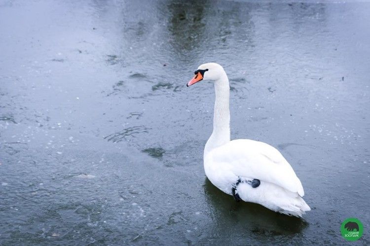Лебідь з Луцького зоопарку захопився фігурним катанням