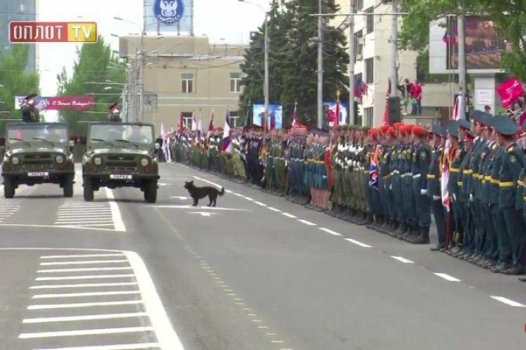 Під час «параду» в окупованому Донецьку проукраїнський пес Сірко героїчно обгавкав «міністра оборони» «ДНР»