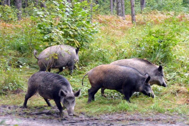 На Волині випустили у ліс 120 оленів і 30 диких свиней (Фото)