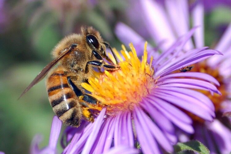 В Україні можуть запровадити кримінальну відповідальність за бджоловбивство
