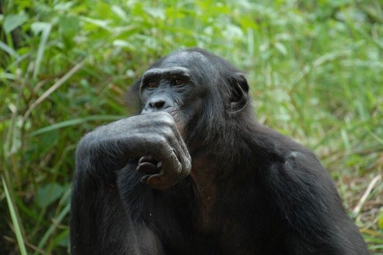 Вчені дійшли висновку, що шимпанзе страшенно люблять танцювати під музику