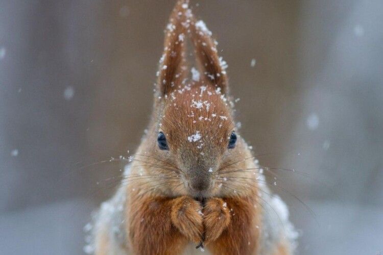 Слизько та засніжено: якою буде погода на Волині