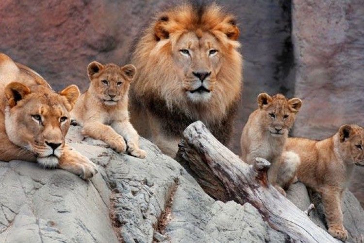 Рівненський зоопарк шукає охочого викладати щодня сотню гривень за обід для африканського лева