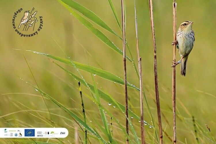 Міжнародна команда досліджує чисельність рідкісного птаха на болотах Волині