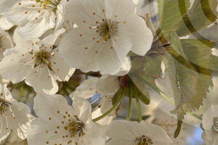 Яку погоду чекати на Волині 18 квітня