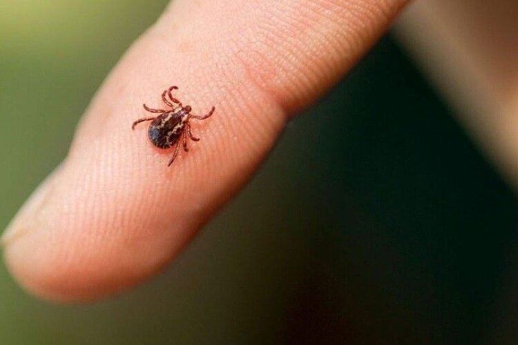 На Волині активізувались кліщі