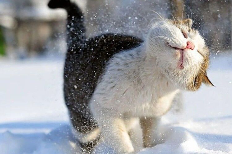 Якою буде погода на Волині 